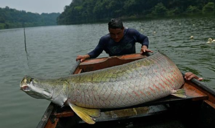 'Terminator' Dunia Ikan yang Amat Lezat dan Terjaga Populasinya