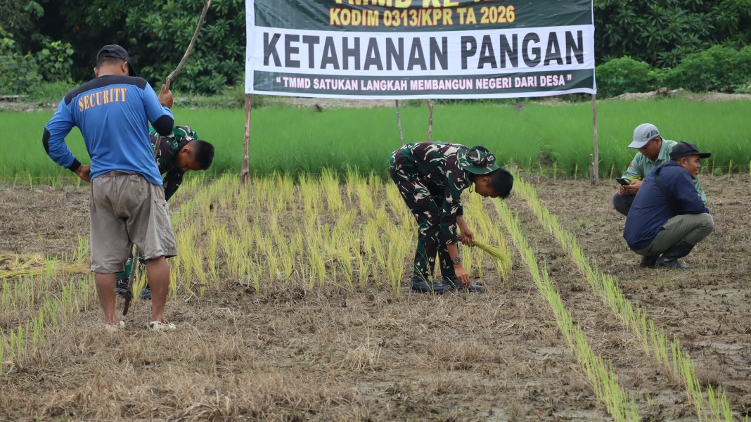 Perkuat Swasembada Pangan, Satgas TMMD Ke-129 Kodim 0313/KPR Tanam Padi di Kuala Panduk
