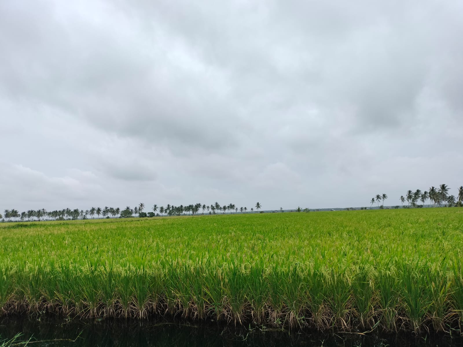 Potensi Beras Penyalai Menjanjikan, Ini Yang Dibutuhkan Petani Kuala Kampar