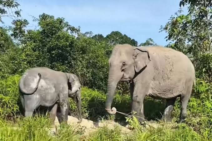 GAJAH: RAKSASA TERAKHIR YANG TERLALU BESAR UNTUK DUNIA YANG MENGECIL