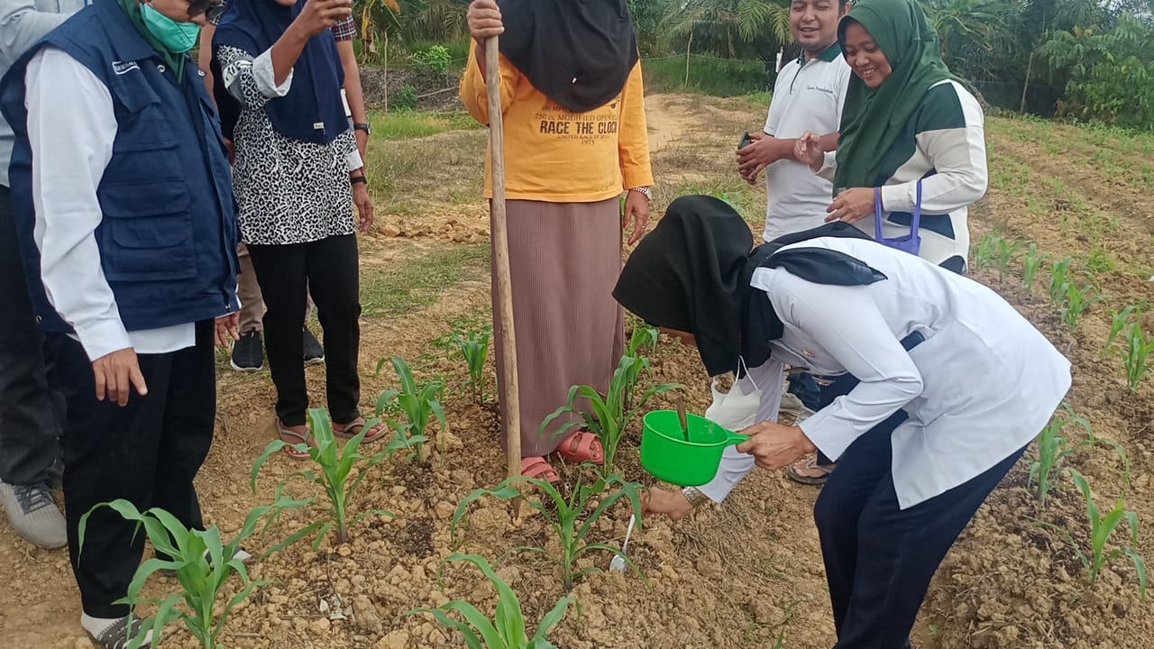 Motivasi Kelompok Tani, Camat Bunut Ikut Turun Tangan Pupuk Tanaman Jagung