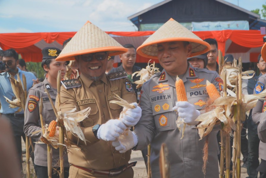 Semarak Panen Raya, Bupati Pelalawan dan Kapolda Riau Panen Jagung Pipil Belasan Ton
