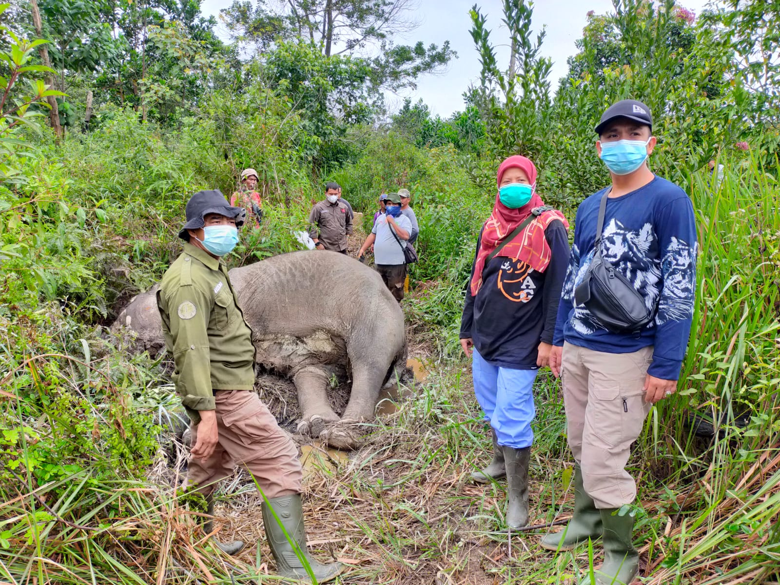 Gajah Sumatera Ditemukan Mati