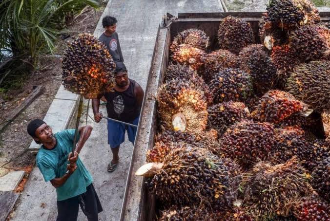 Pemkab Pelalawan Berikan 20.919 Orang Kartu Jaminan Sosial Bagi Petani Buruh Sawit