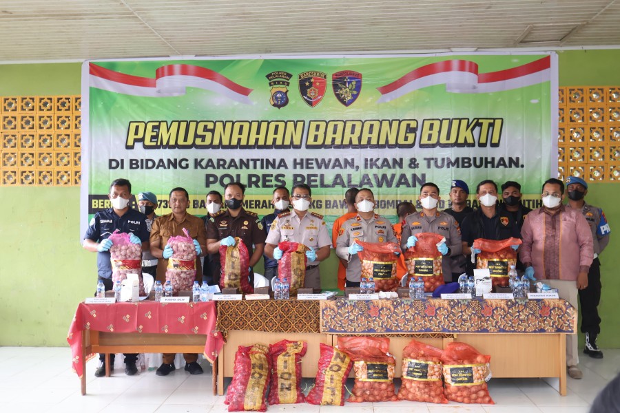 Polres Pelalawan Musnahkan Lebih 20 Ton Bawang Ilegal di TPA Desa Kemang