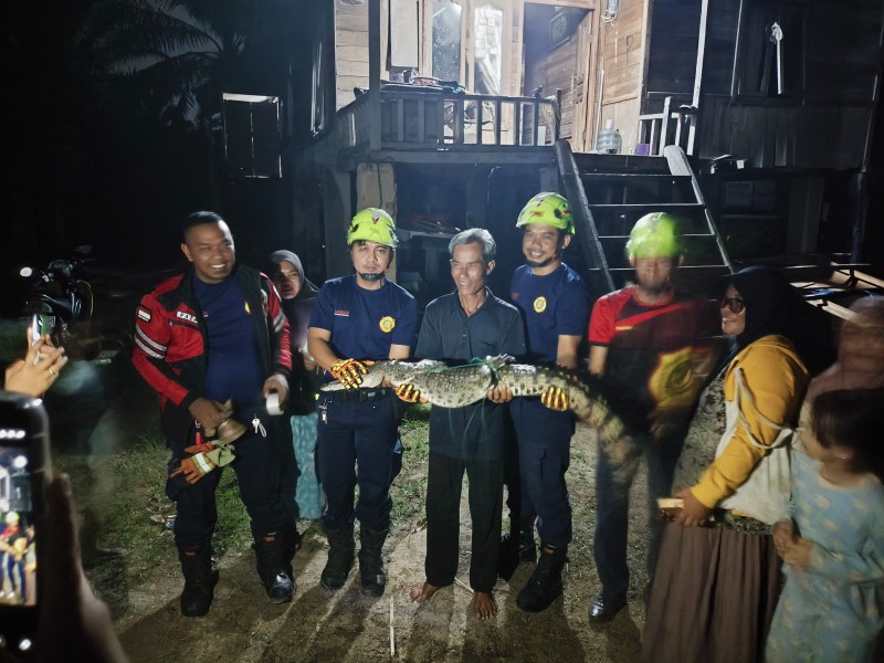 Heboh! Buaya 1,5 Meter Terjerat Pancing Tradisional Nelayan di Sungai Kualo Kerinci, Warga Diminta Waspada