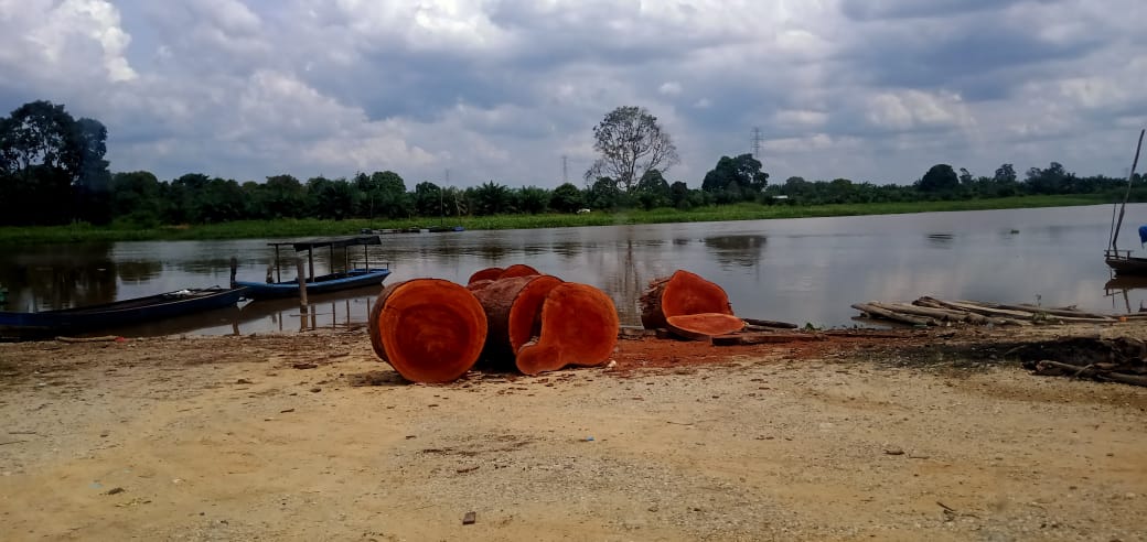 Diduga Kayu Ilegal Logging Super Besar Diolah Dimuka Umum di Kualo Kerinci