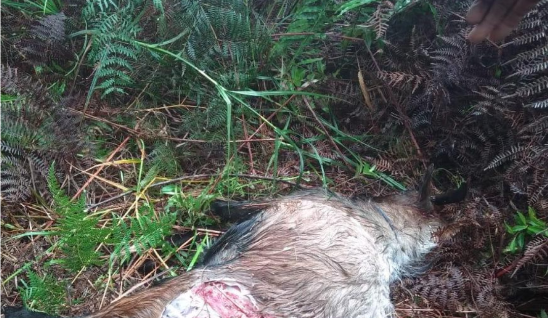 Dua Kambing Warga di Siak Jadi Korban Mangsa Harimau