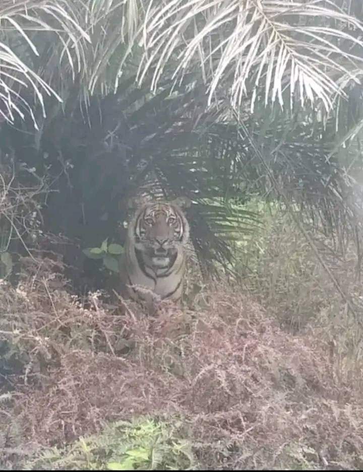 Ternya Hoaxs Harimau Berkeliaran di Kebun Sawit Warga Siak