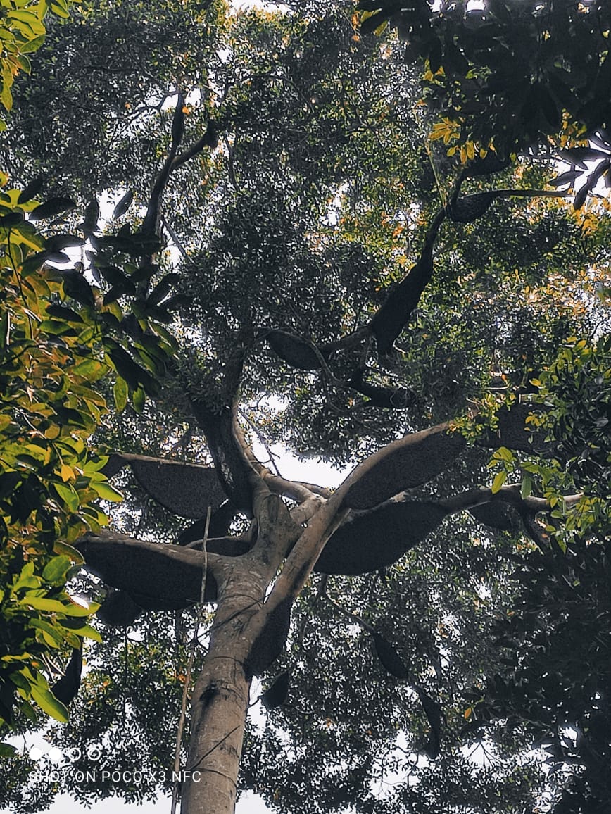 Jikalahari Desak Menteri LHK Masukan Pohon Adat Sialang yang Dilindungi