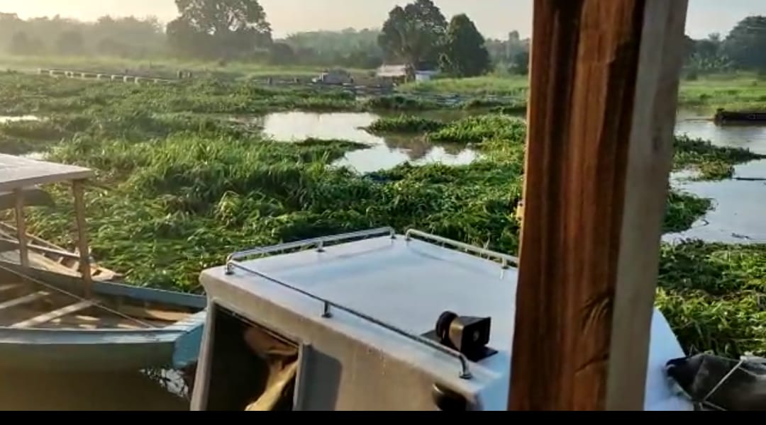 Muntahan Ribuan Rumput Liar Sungai Kerinci, Perahu Nelayan Ikut Jadi Korban