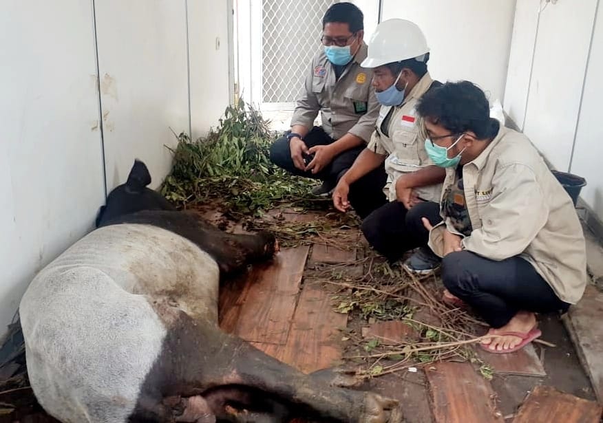 Satwa Langka Tapir Terjerat di Kawasan HTI dengan Kondisi Kaki Putus