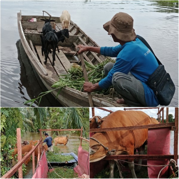 Banjir di Pelalawan Makin Tinggi, Warga Ungsikan Hewan Ternak