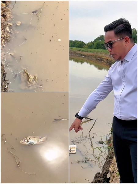 Ribuan Ikan Mati di Sungai Pangkalan Kerinci, Bupati Zukri Turun Langsung ke Lokasi