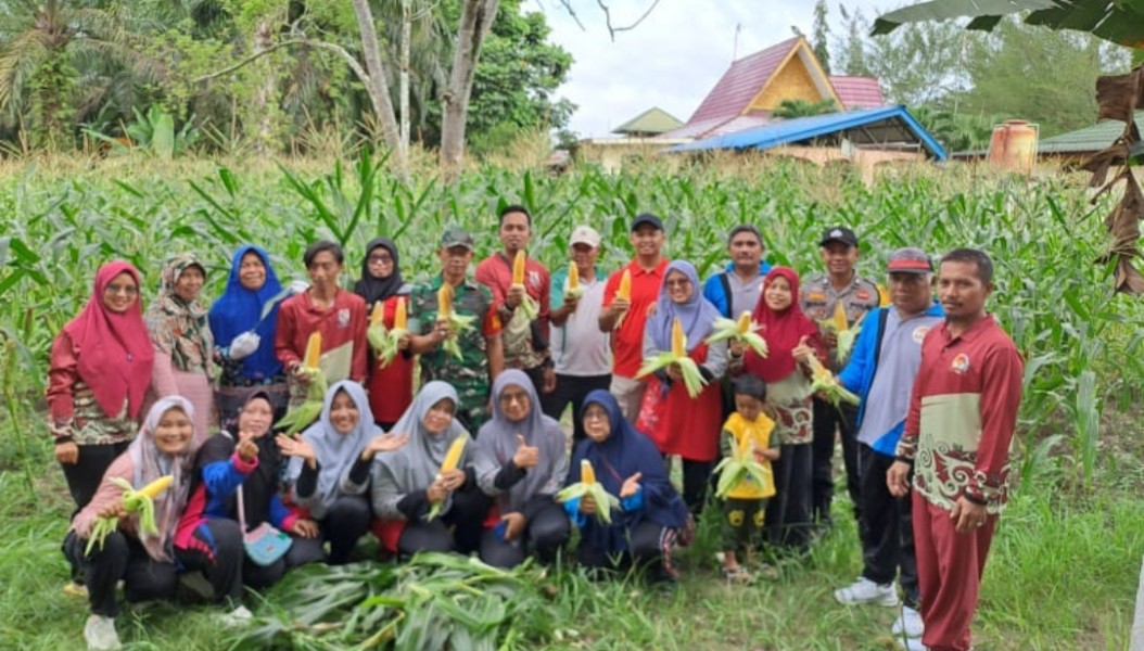 Dukung Program Ketahanan Pangan Pemerintah Pusat, Trimulya Raya Panen Jagung