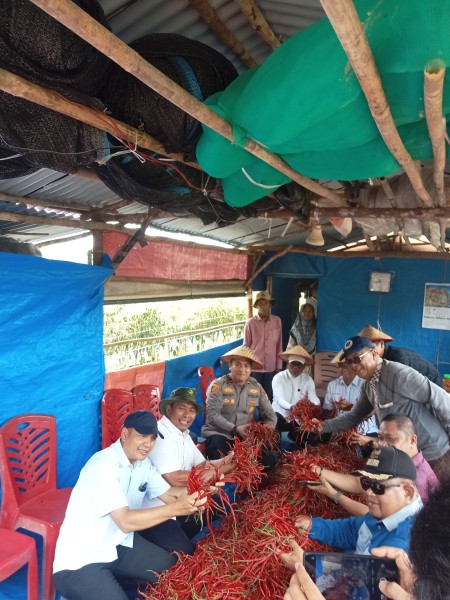 Bupati Pelalawan Panen Cabe Perdana di Kuala Panduk, Hasilnya untuk Anak Yatim dan Kaum Dhuafa