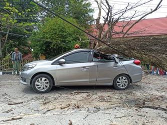 Pohon Tumbang Timpa Mobil Sedan di Pekanbaru