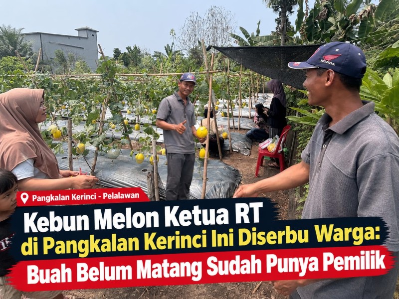 Kebun Melon Ketua RT di Pangkalan Kerinci Ini Diserbu Warga: Buah Belum Matang Sudah Punya Pemilik