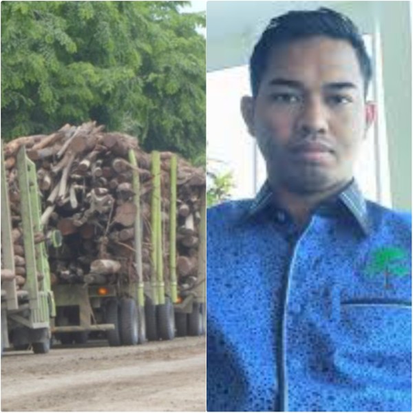 Greenwashing PT RAPP, Olah Kayu Ilegal dari Skema Sosial dan Merusak Lingkungan