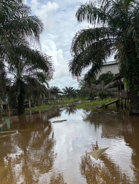 Debit Sungai Kampar Meningkat, Permukiman Warga di Pelalawan Mulai Tergenang
