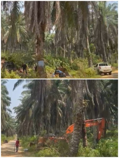 Diduga Replanting Sawit Dimulai, Konflik Lahan Warga Air Terjun dengan PT Serikat Putra Belum Tuntas