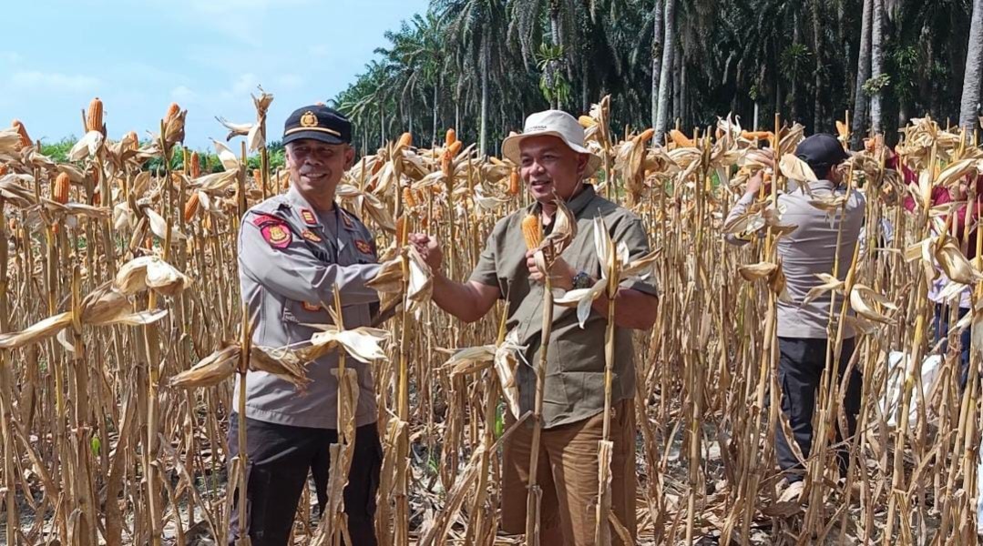 Kapolsek Bunut AKP Arinal  Pimpin Panen Raya Jagung, Dukung Program Swasembada Pangan 2026