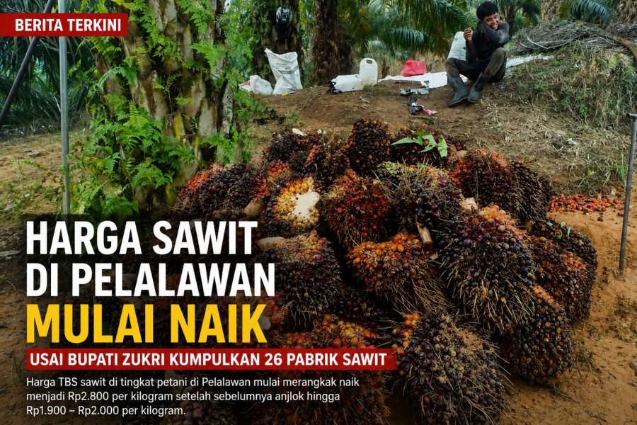 Harga Sawit di Pelalawan Mulai Bangkit, Petani Bersyukur Usai Bupati Zukri Kumpulkan 26 Pabrik Sawit